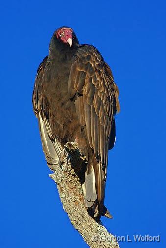 Turkey Vulture_39579.jpg - Turkey Vulture (Cathartes aura) photographed along the Gulf coast at Goose Island State Park near Rockport, Texas, USA.